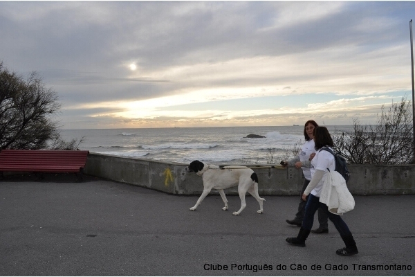 CÃOminhada Porto 2014 CPCGT Clube Português do Cão de Gado Transmontano