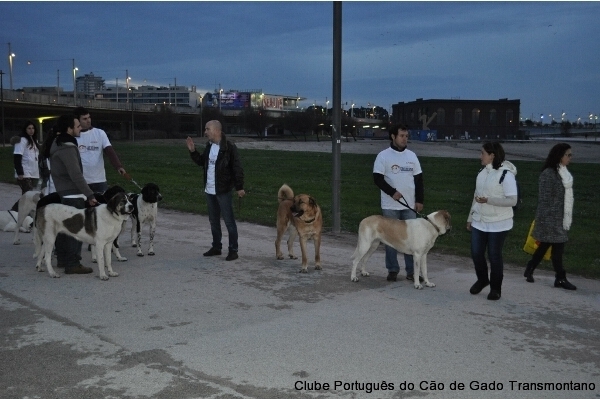 CÃOminhada Porto 2014 CPCGT Clube Português do Cão de Gado Transmontano