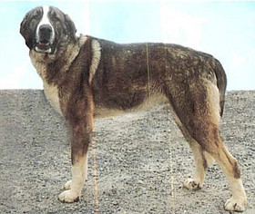 Cão de Gado Transmontano